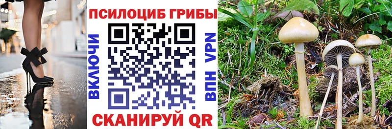 ОМГ ОМГ   Жирновск  Галлюциногенные грибы Psilocybe 